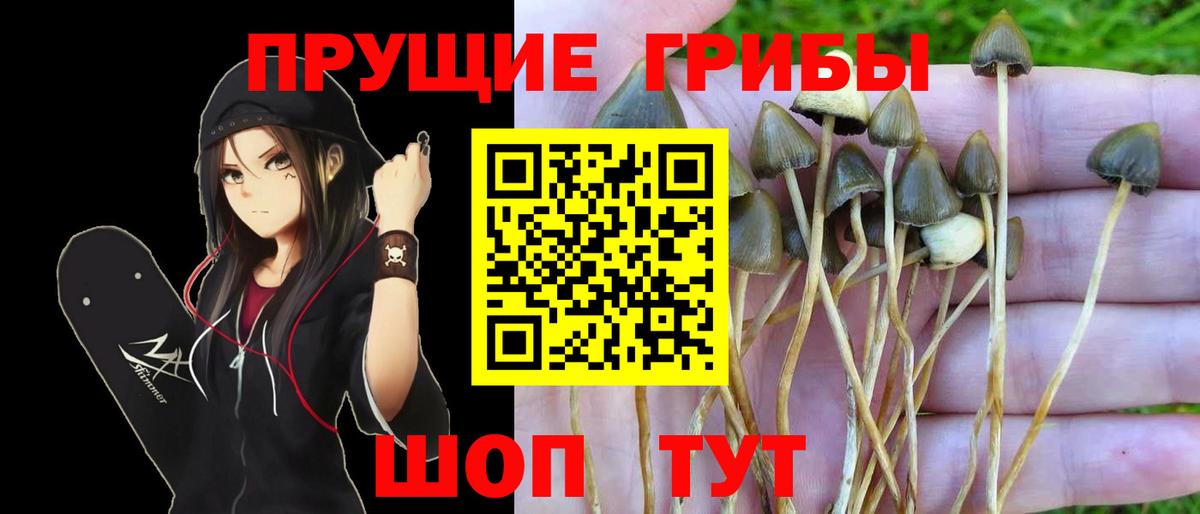 Знаменск  Псилоцибиновые грибы MAGIC MUSHROOMS  Вход с VPN 